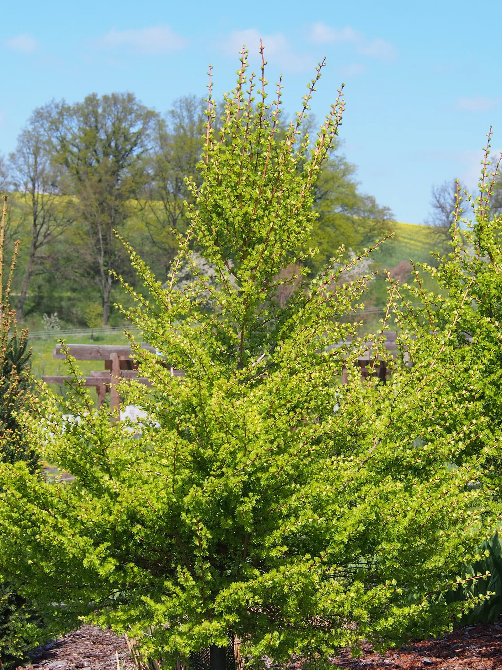Japanese Larch (Larix Kaempferi) — take note of its ultimate height