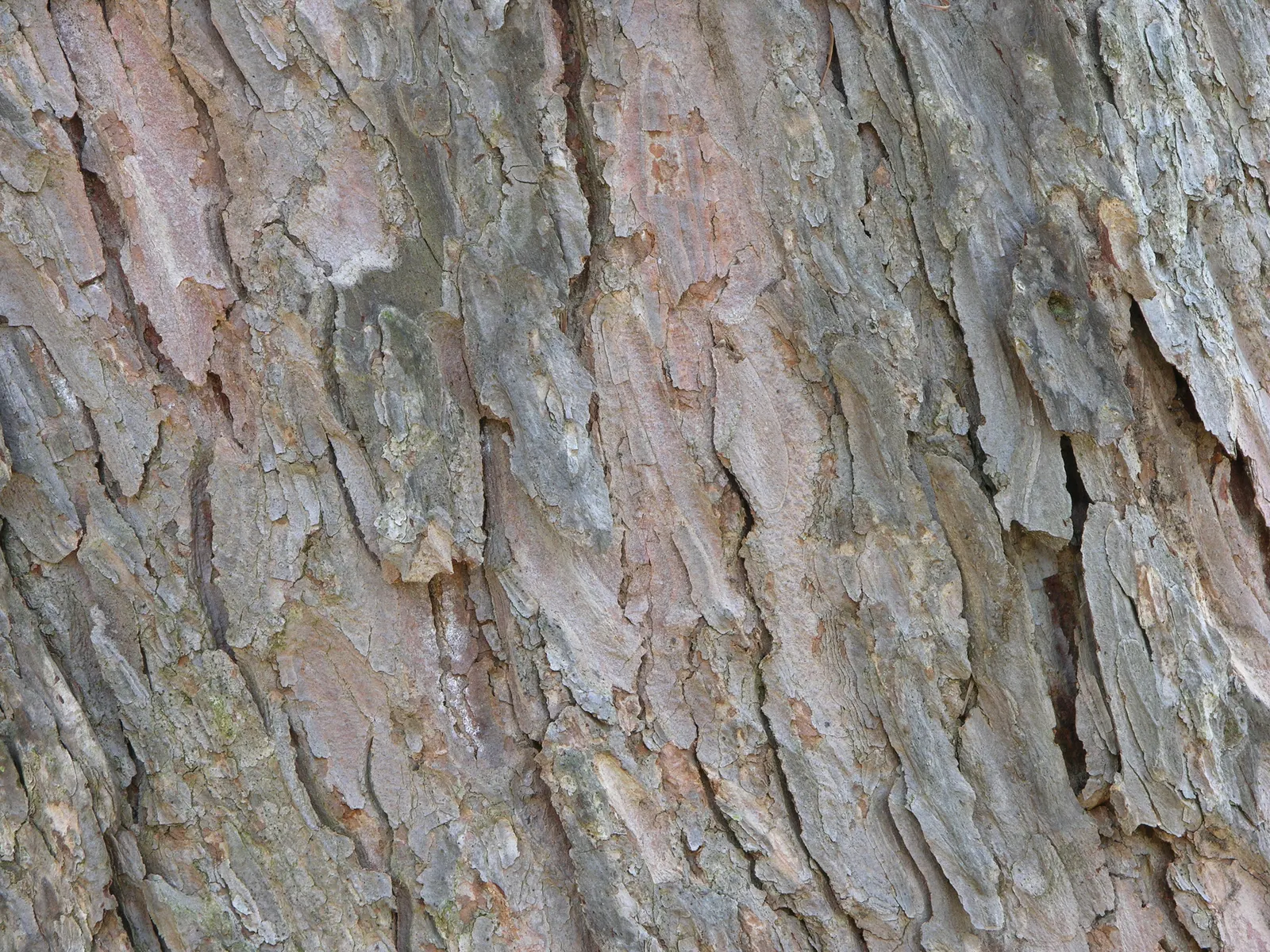 Japanese Larch (Larix Kaempferi) — scientifically called Larix kaempferi; conifer / tree for full, image 53