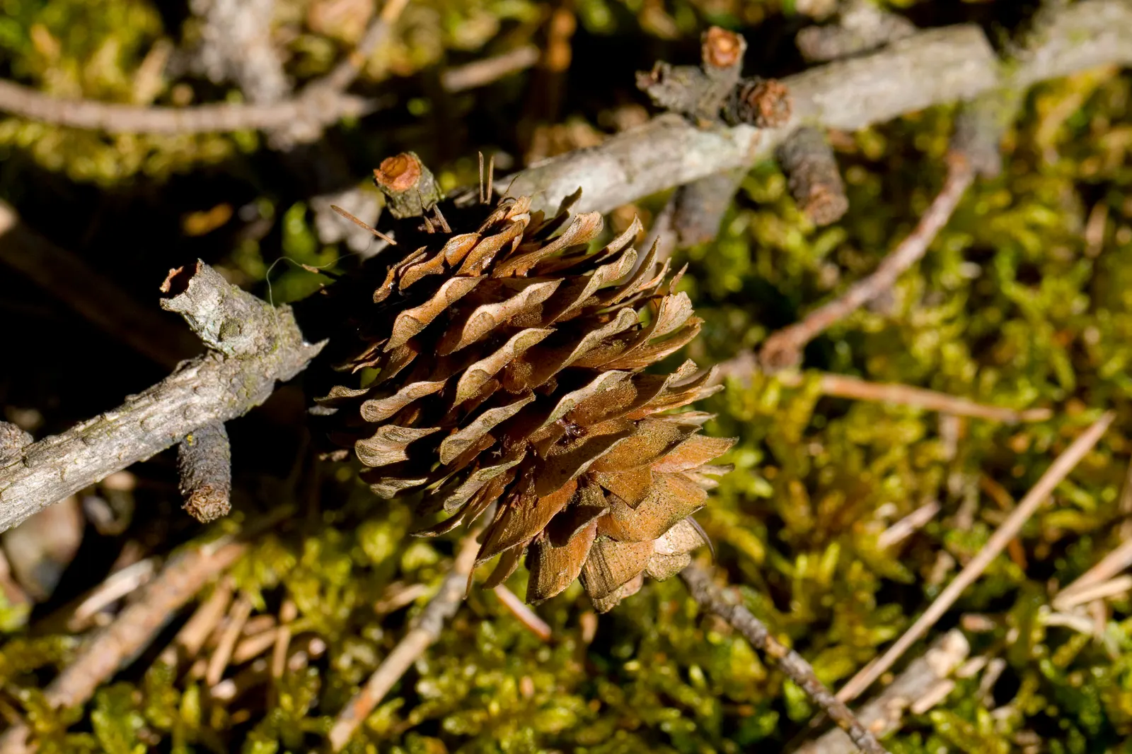 Japanese Larch (Larix Kaempferi) — Adaptable and cold-hardy, it requires full sun and well-drained soils; this impressive tree offers a pleasing pyramidal