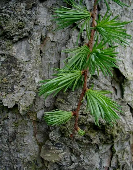 Japanese Larch (Larix Kaempferi) — conifer / tree for full; the Larch's stately presence