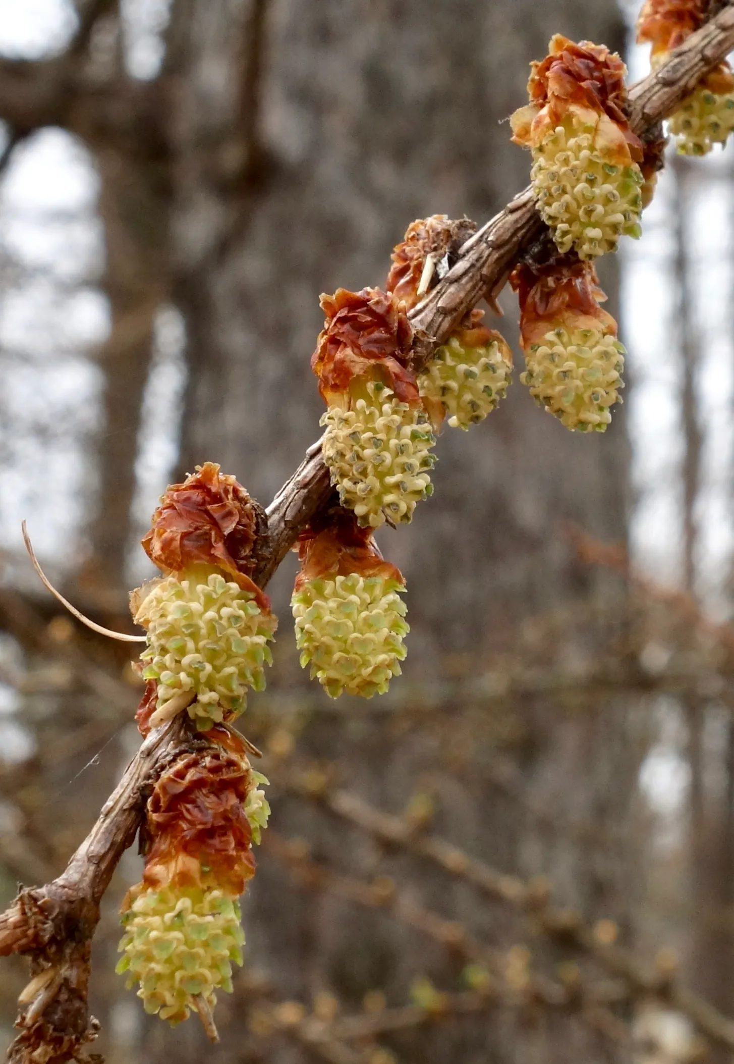 Japanese Larch (Larix Kaempferi) — It is also essential to consider its sun exposure and soil requirements for optimal health and growth