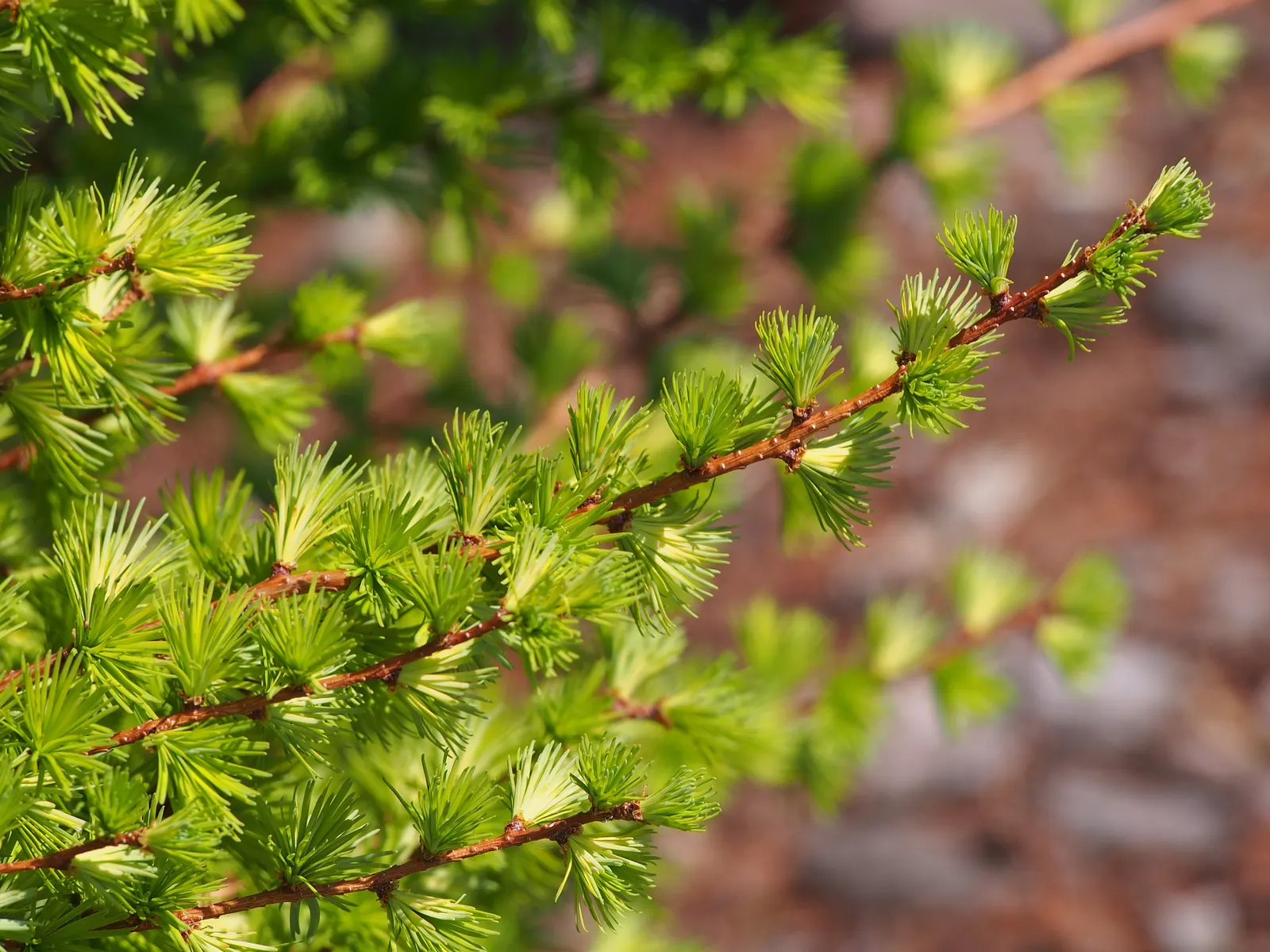 Japanese Larch (Larix Kaempferi) — architectural shape of the tree; hardy in USDA zones 4 through 7, image 61