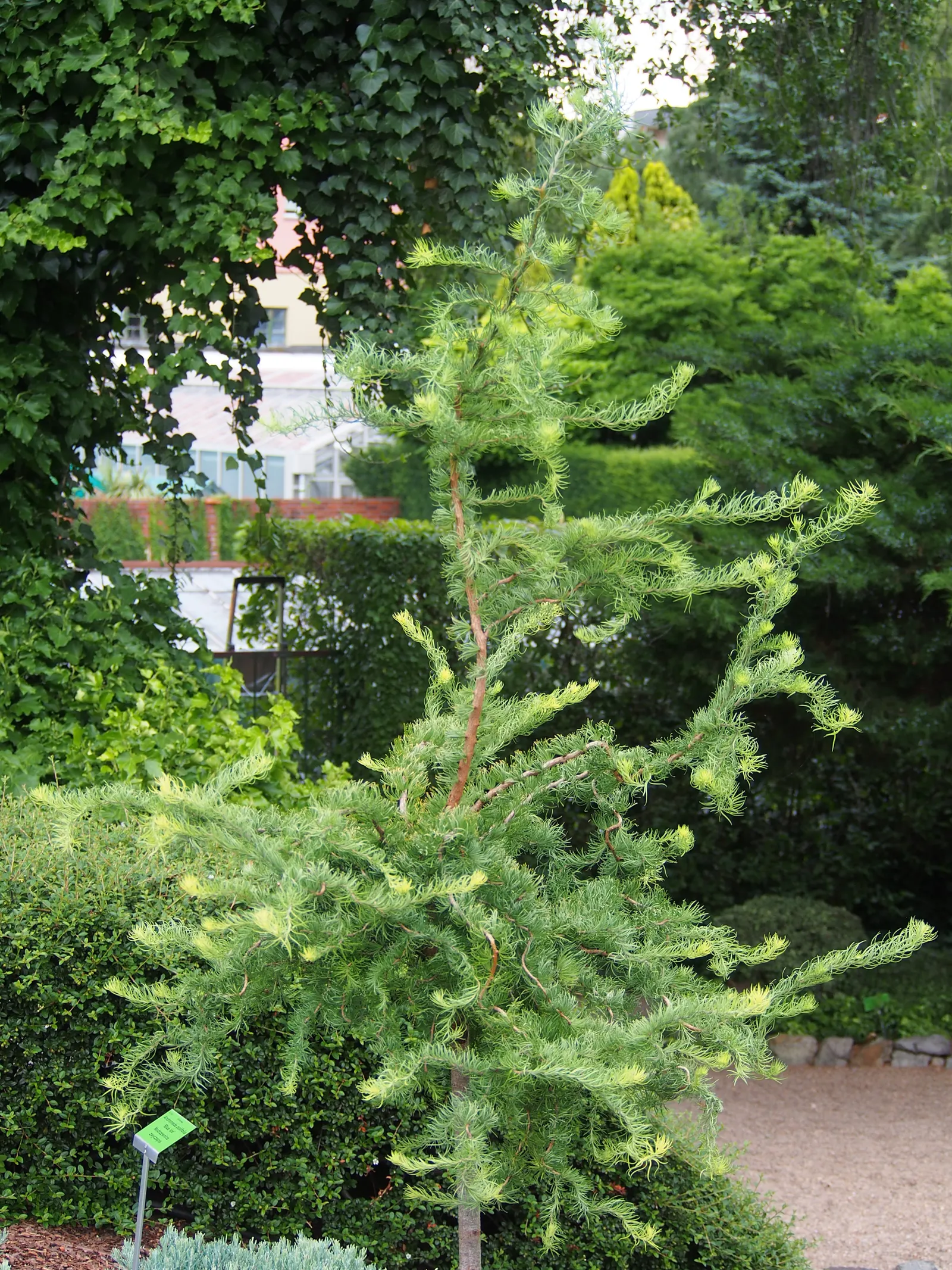Japanese Larch (Larix Kaempferi) — Hardy in USDA zones 4 through 7; coupled with its dynamic year-round appeal