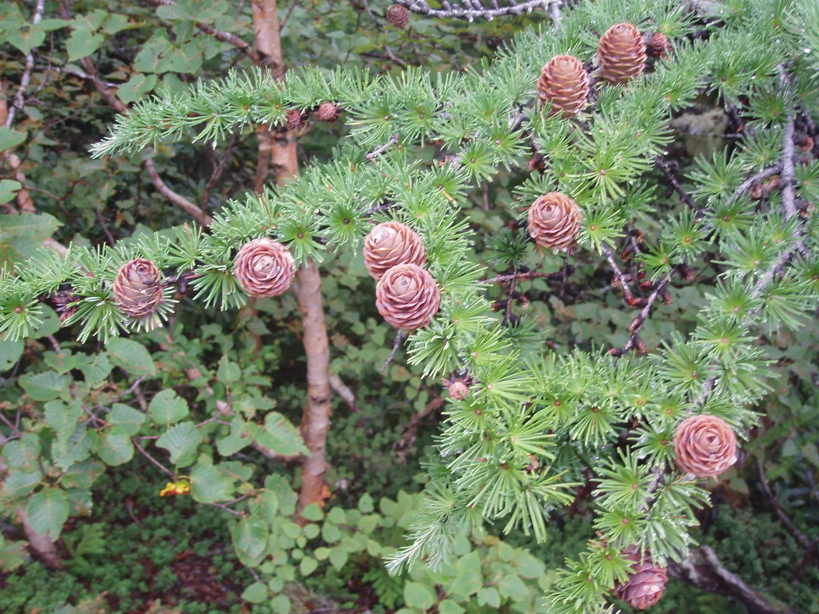 Japanese Larch (Larix Kaempferi) — reaching heights of 70-90 ft; take note of its ultimate height, image 49