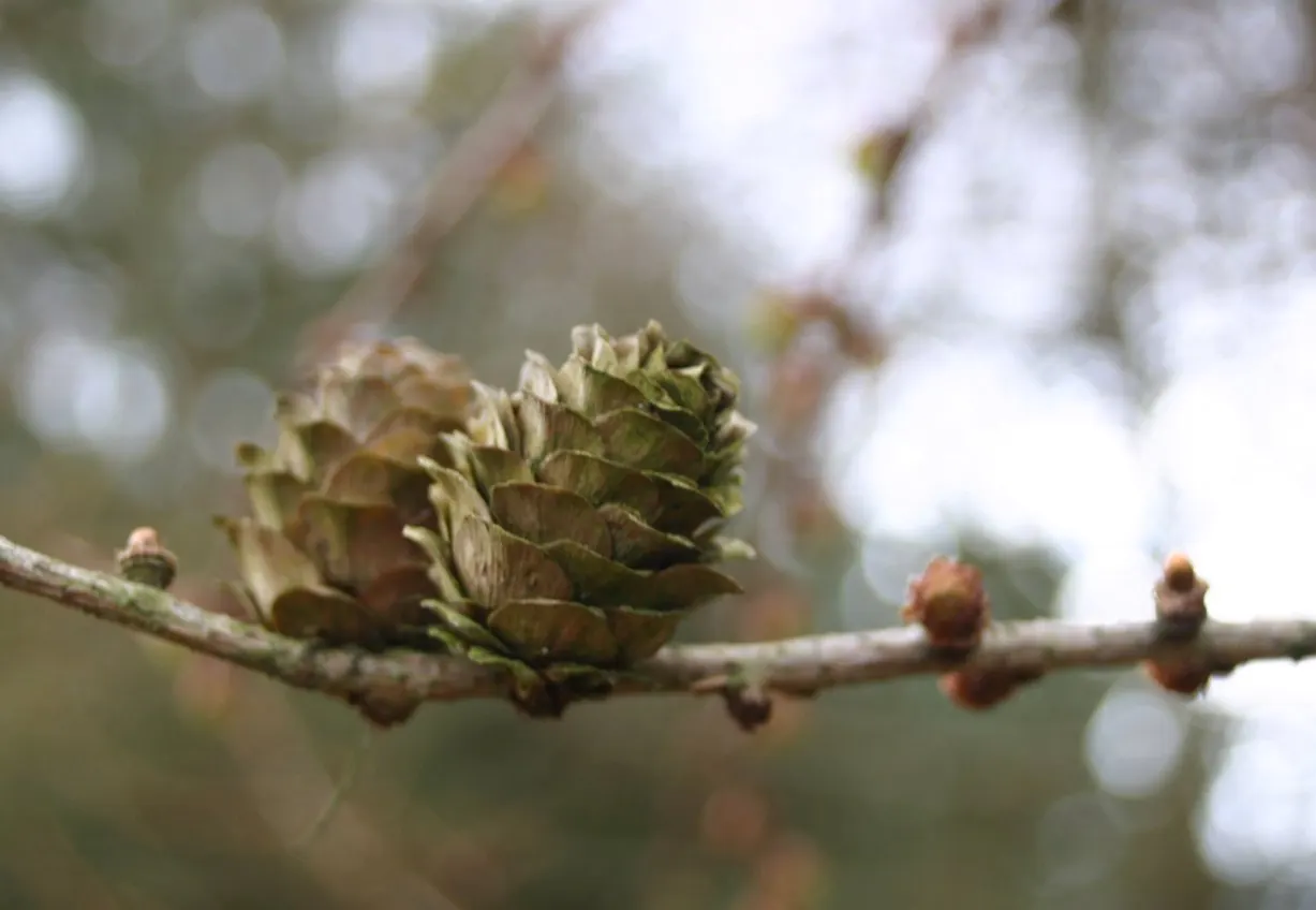 Japanese Larch (Larix Kaempferi) — Adaptable and cold-hardy, it requires full sun and well-drained soils