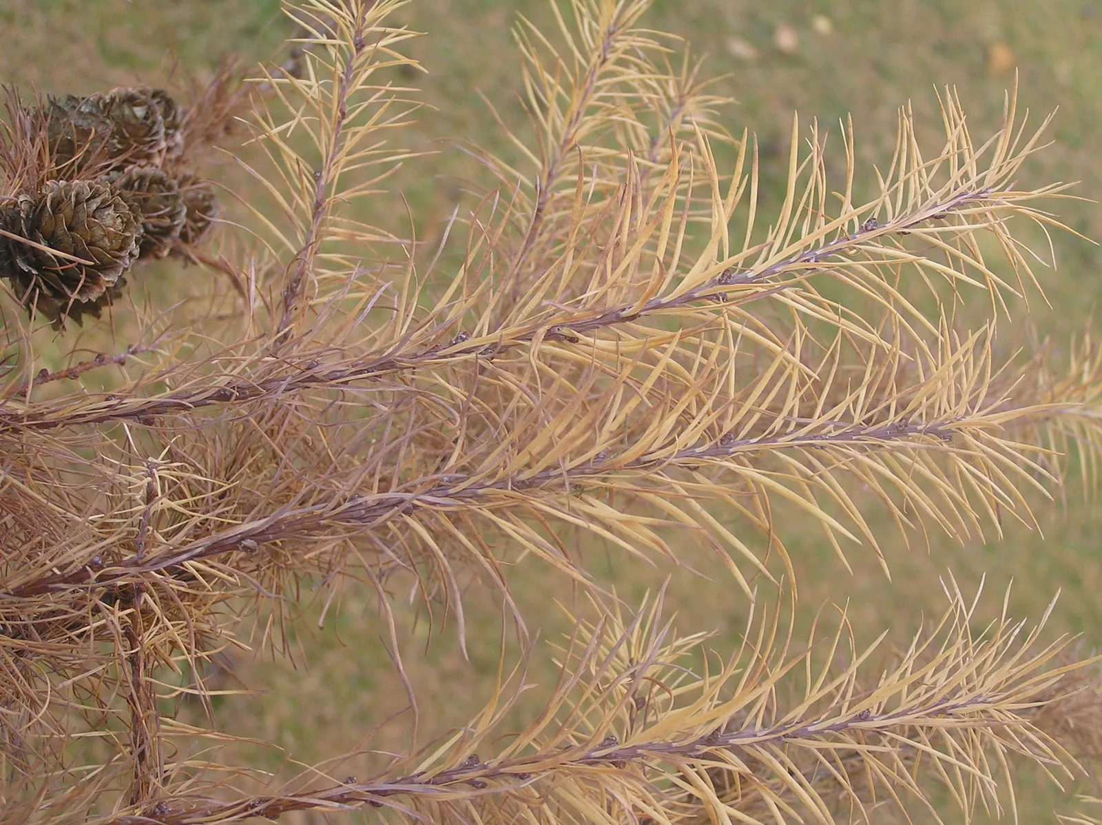 Japanese Larch (Larix Kaempferi) — feathery texture that contrasts beautifully against the robust