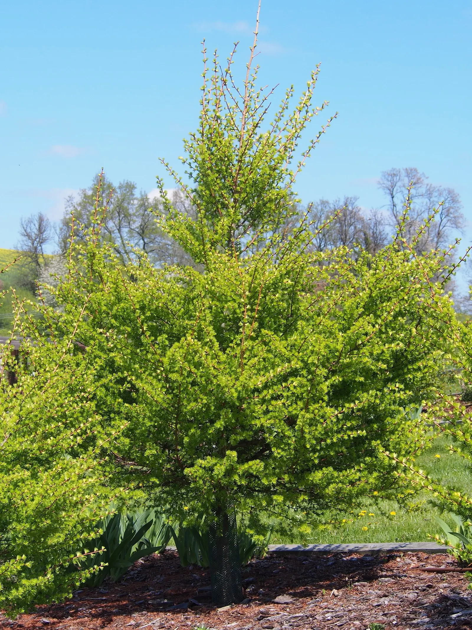 Japanese Larch (Larix Kaempferi) — the larch's foliage transforms into a vibrant golden yellow; providing a spectacular display before the needles are shed for