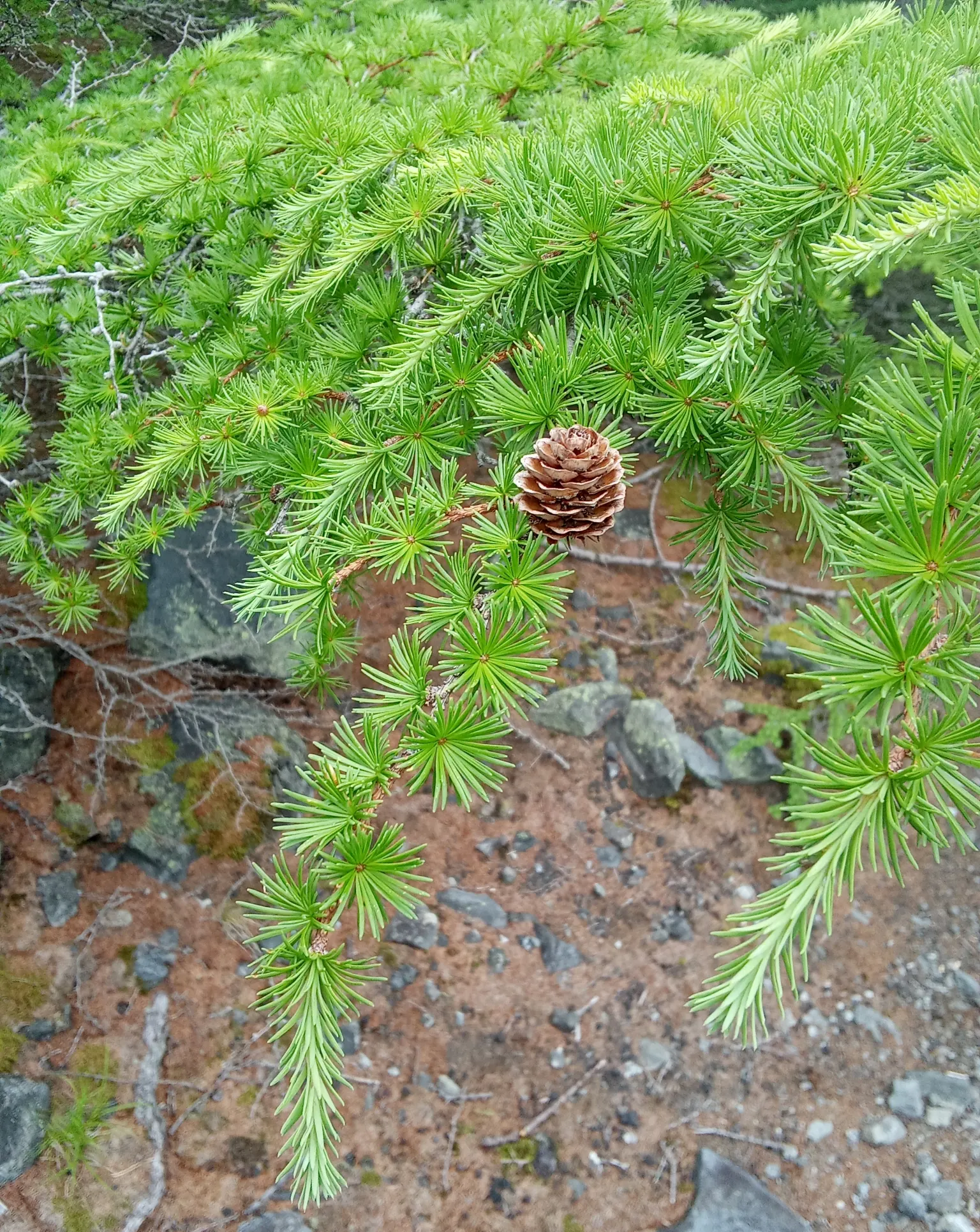 Japanese Larch (Larix Kaempferi) — architectural shape of the tree