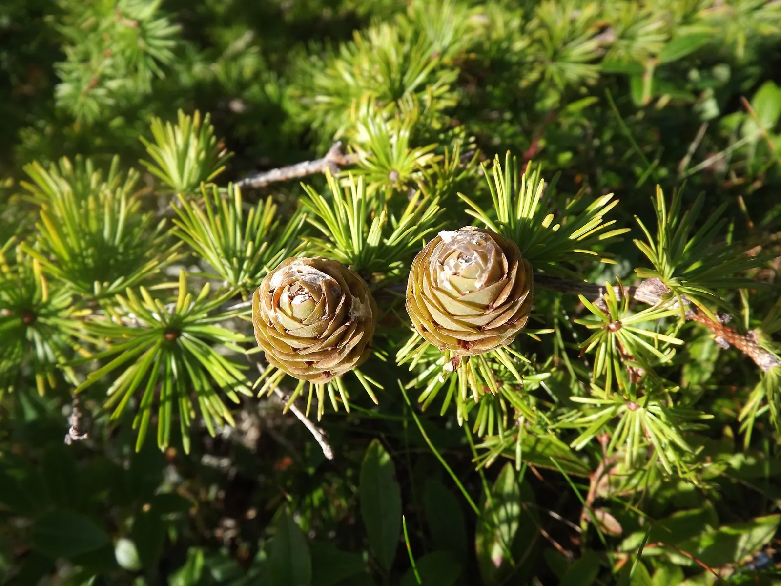 Japanese Larch (Larix Kaempferi) — displays a graceful pyramidal shape; the Japanese Larch thrives in full sun and prefers well-drained