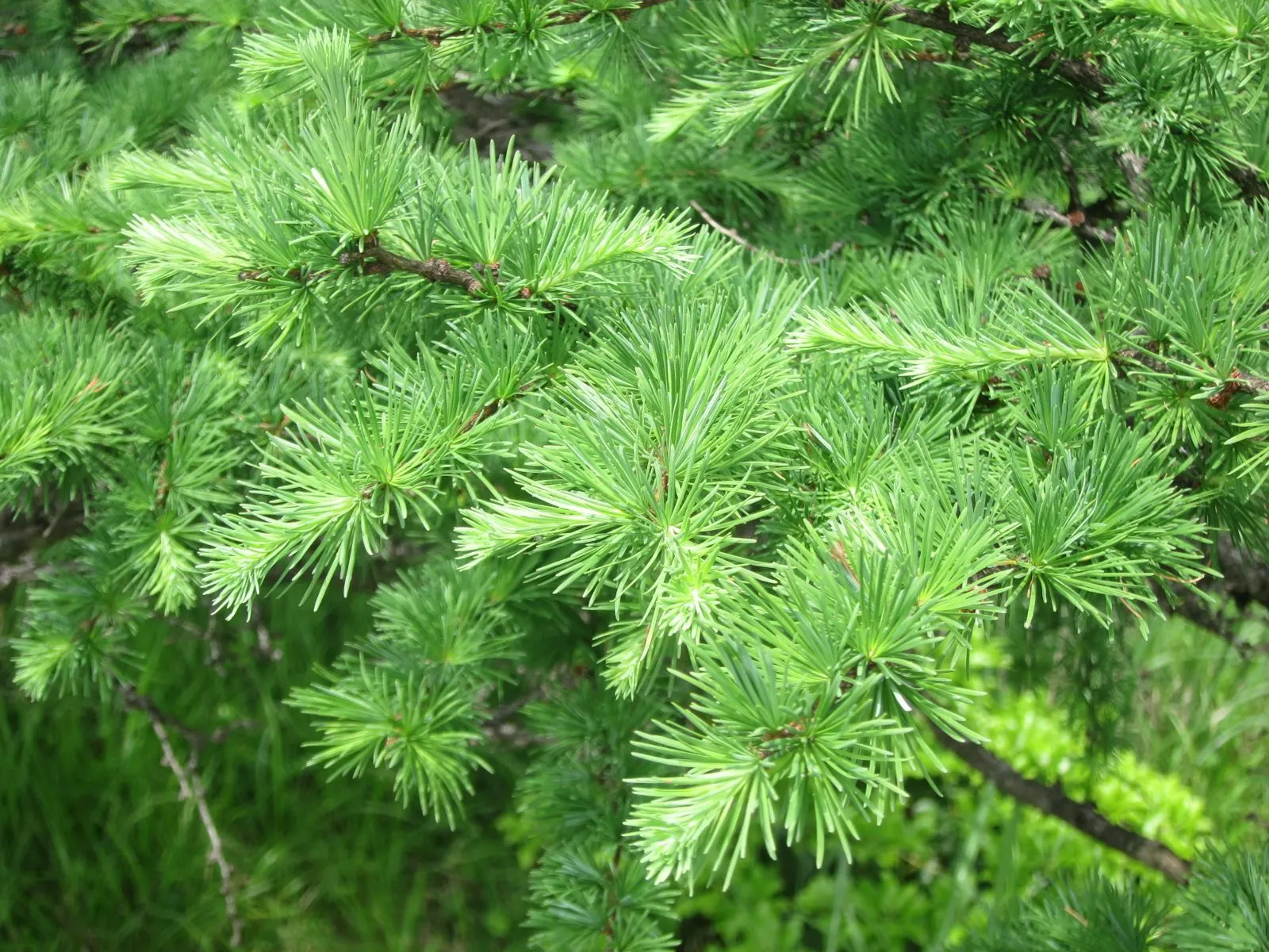 Japanese Larch (Larix Kaempferi) — bright green needles emerge