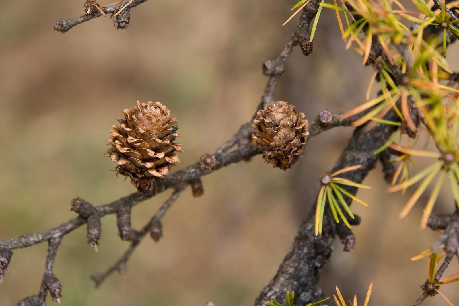 Japanese Larch (Larix Kaempferi) — conifer / tree for full