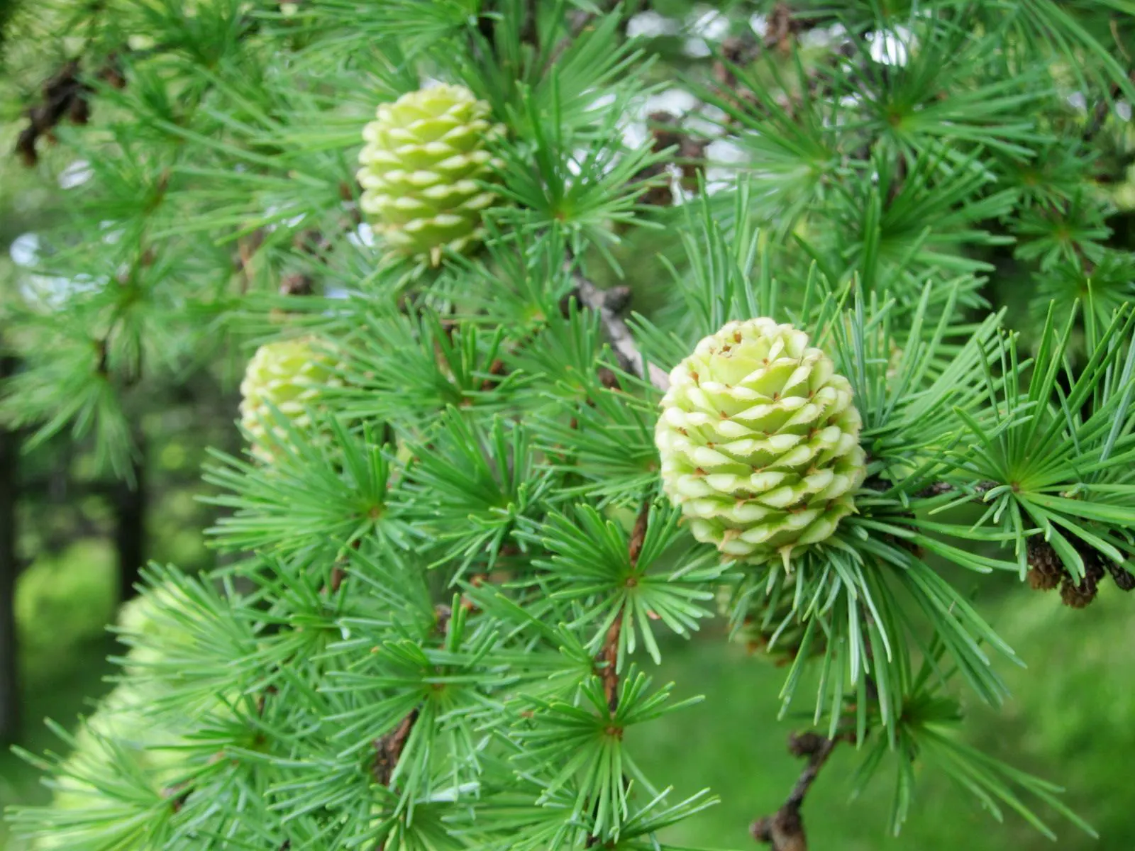 Japanese Larch (Larix Kaempferi) — Best utilized as a focal point