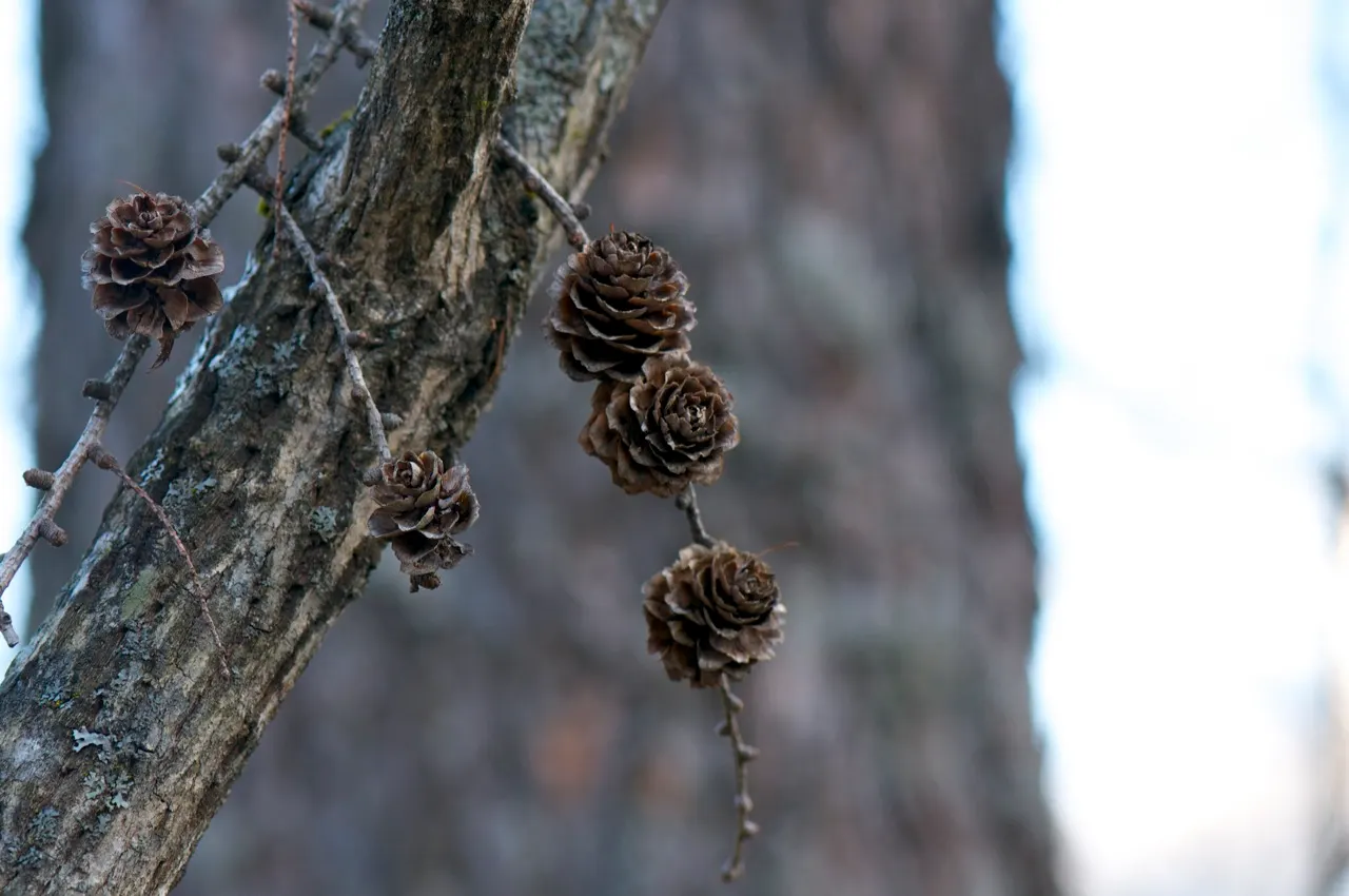 Japanese Larch (Larix Kaempferi) — coupled with its dynamic year-round appeal; best utilized as a focal point