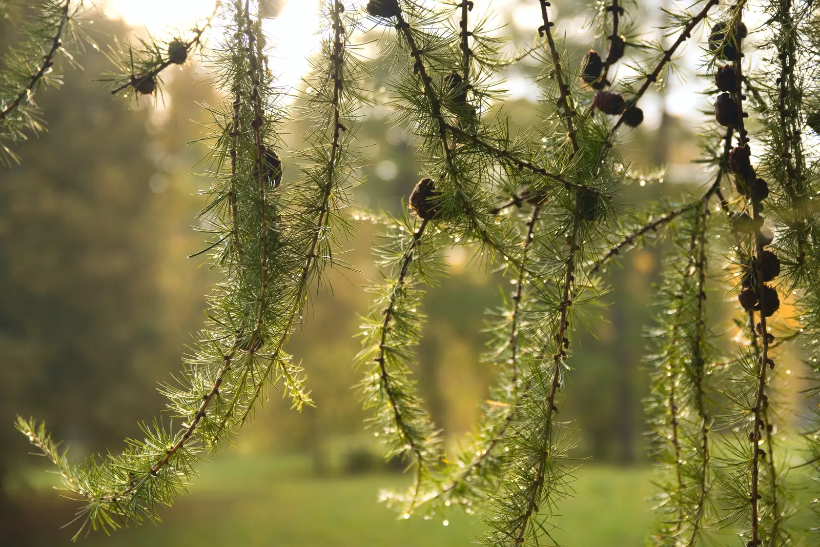 Japanese Larch (Larix Kaempferi) — the Japanese Larch thrives in full sun and prefers well-drained