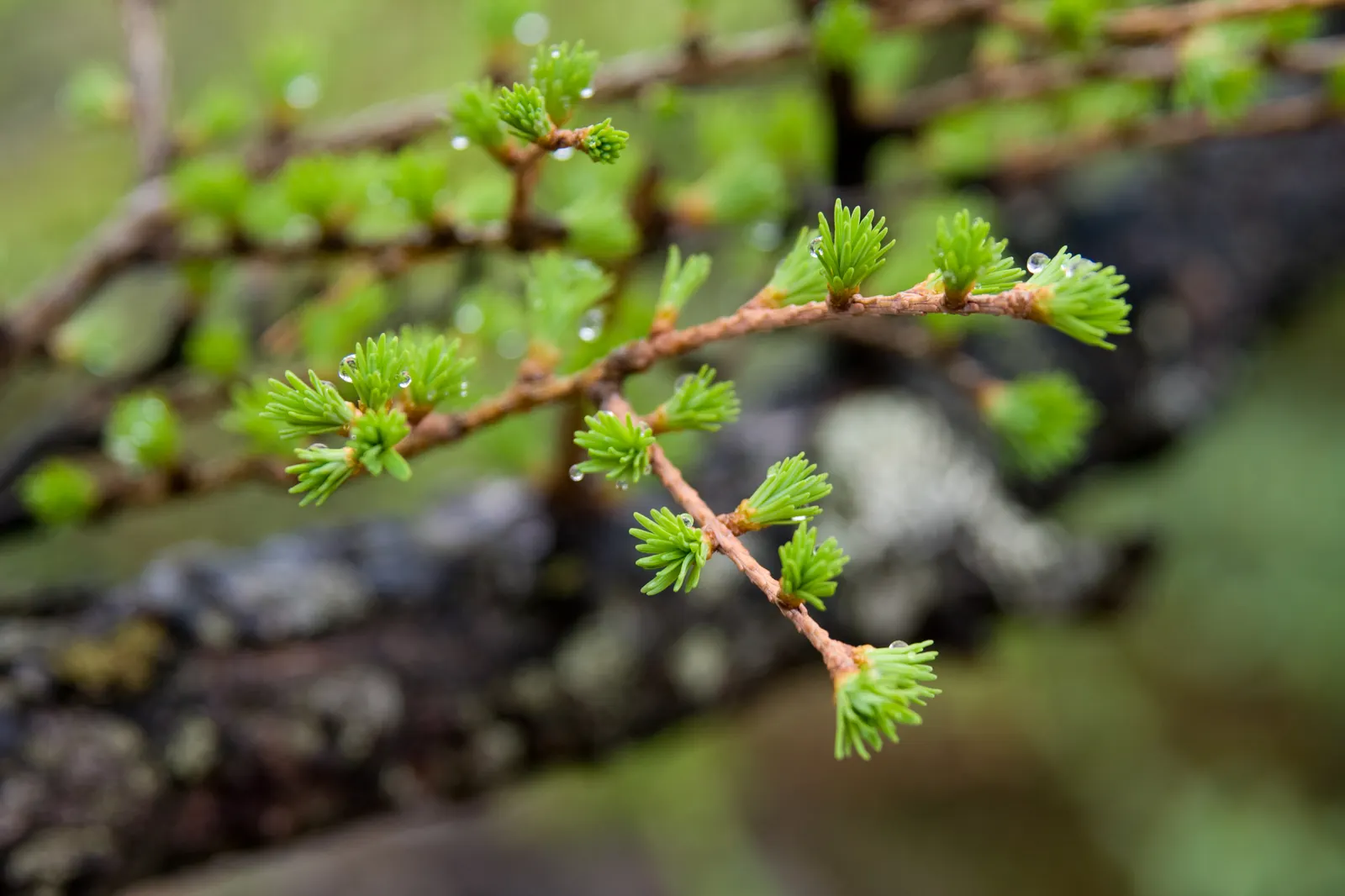 Japanese Larch (Larix Kaempferi) — makes it an exceptional choice for landscape designs aiming for both visual impact and seasonal variety; bright green