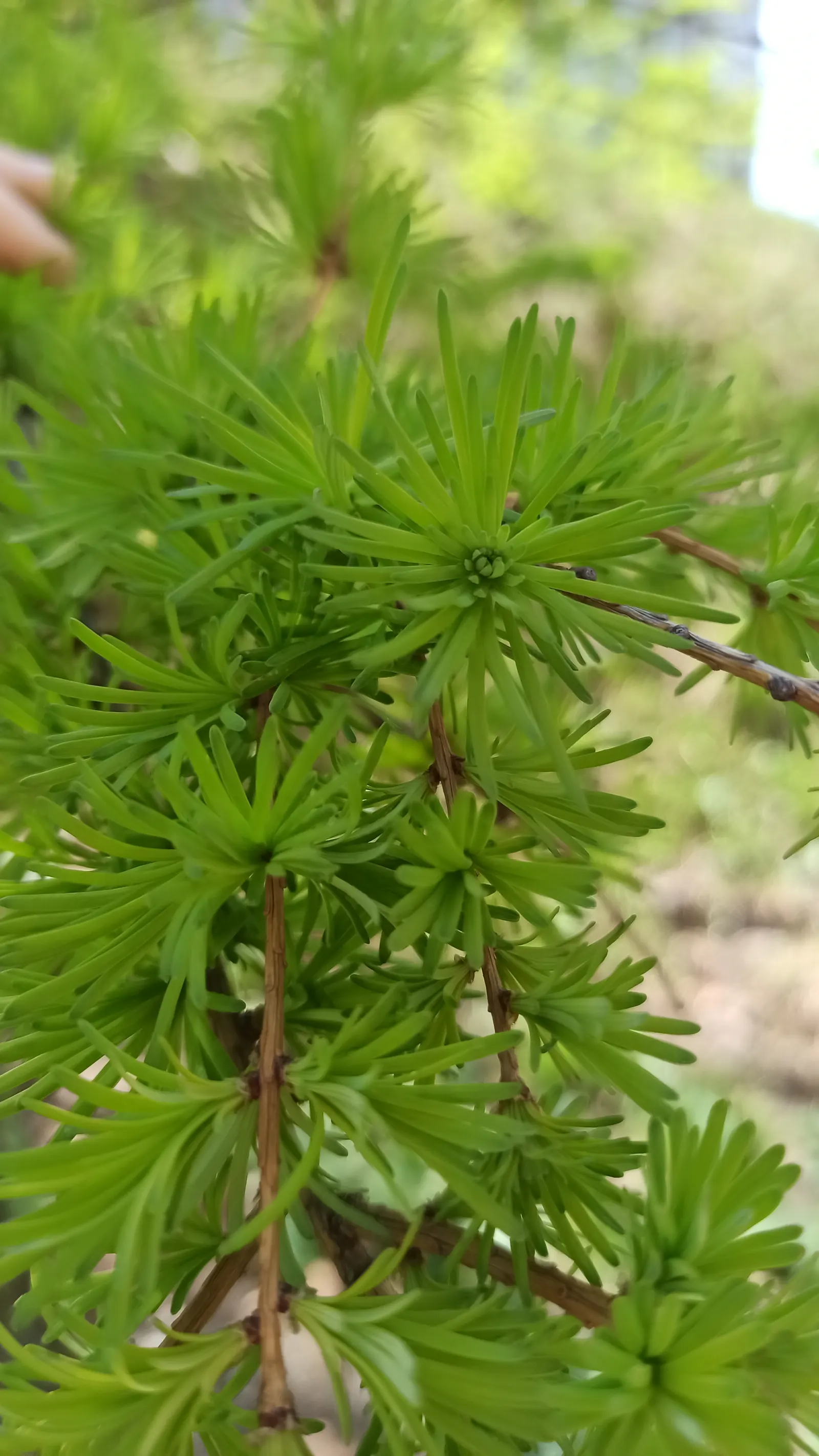 Japanese Larch (Larix Kaempferi) — Its blue-green needles turn vibrant gold before shedding in fall; displays a graceful pyramidal shape