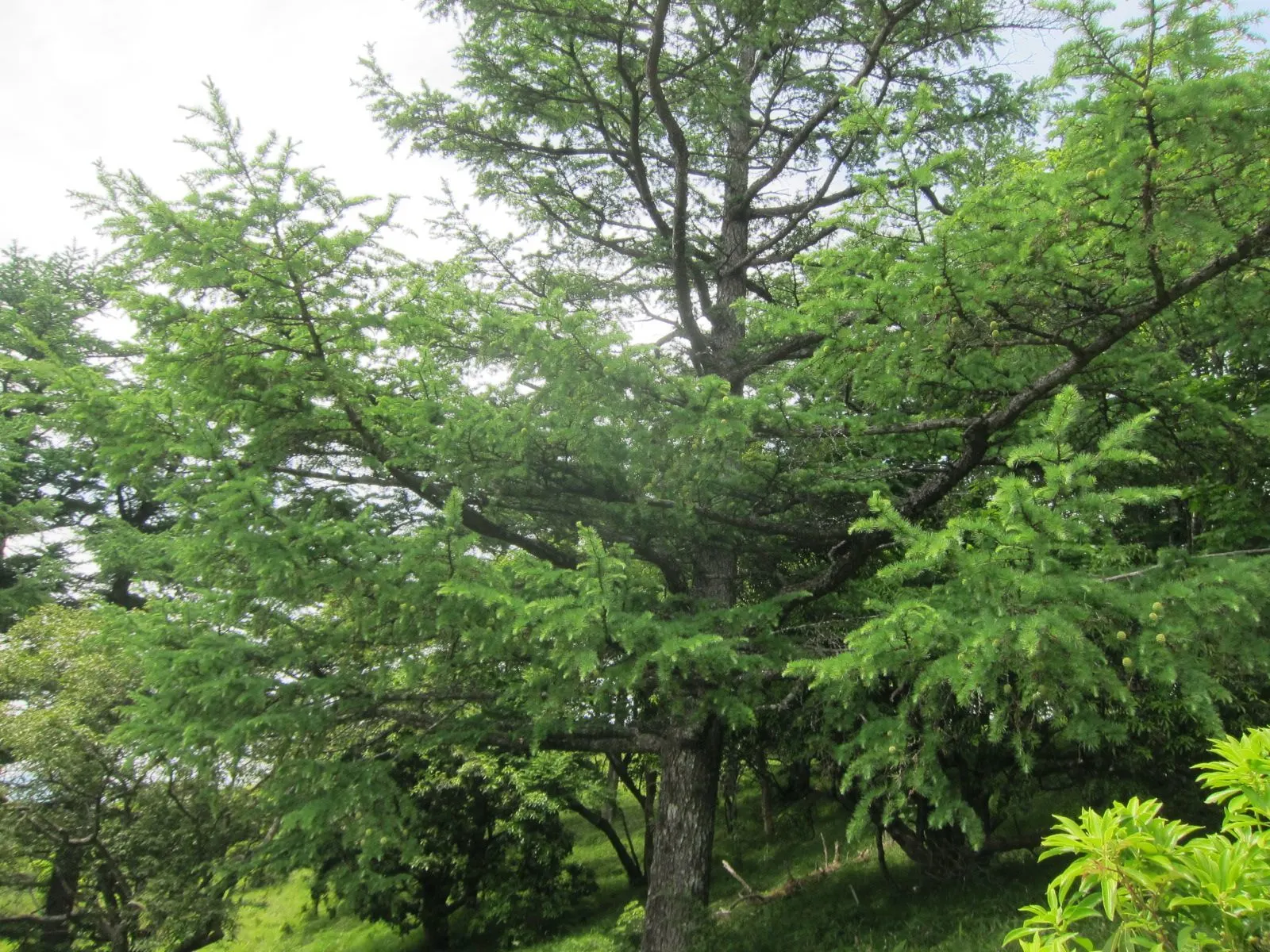 Japanese Larch (Larix Kaempferi) — coupled with its dynamic year-round appeal