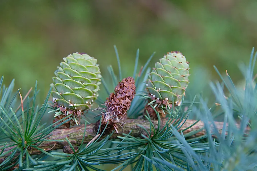Japanese Larch (Larix Kaempferi) — providing a spectacular display before the needles are shed for the winter