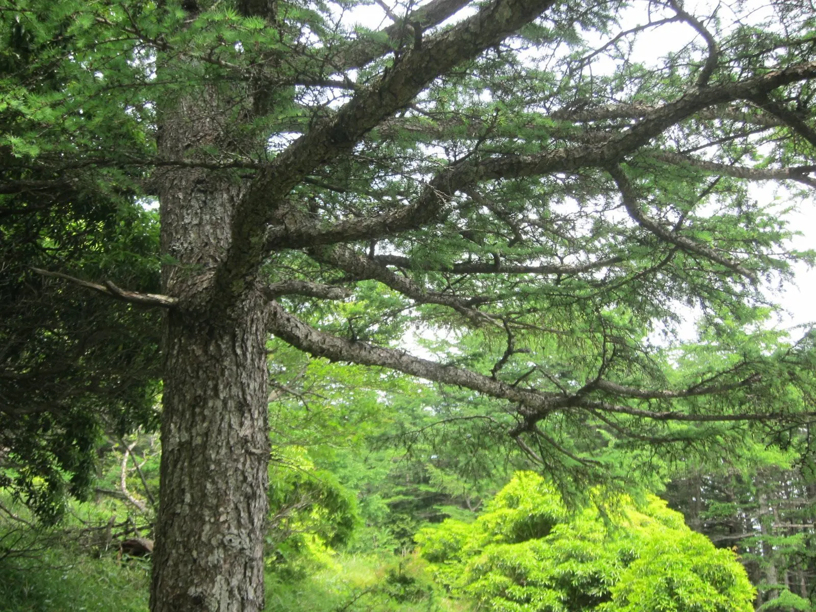Japanese Larch (Larix Kaempferi) — displays a graceful pyramidal shape