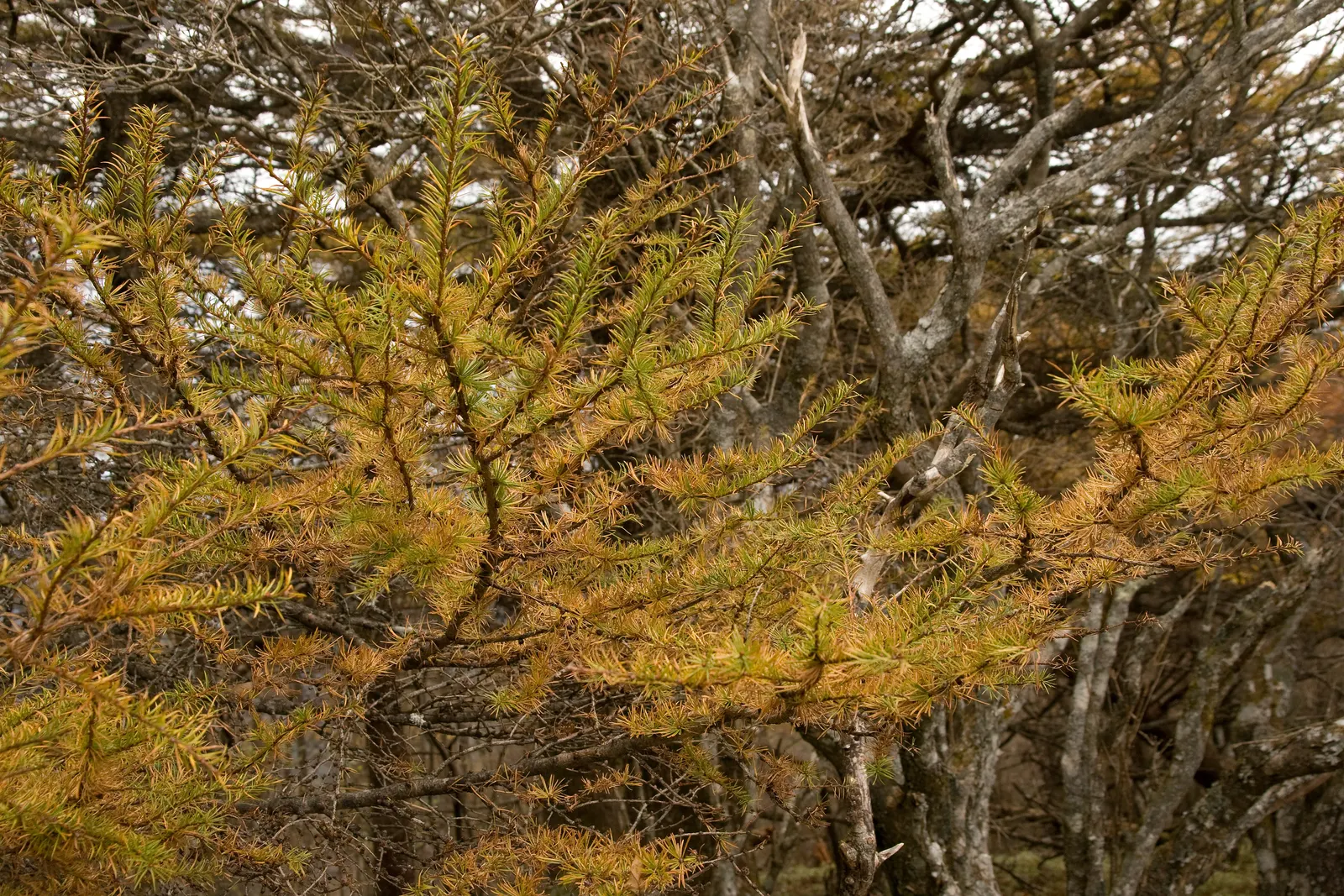 Japanese Larch (Larix Kaempferi) — providing a spectacular display before the needles are shed for the winter; japanese Larch (Larix kaempferi), image 63