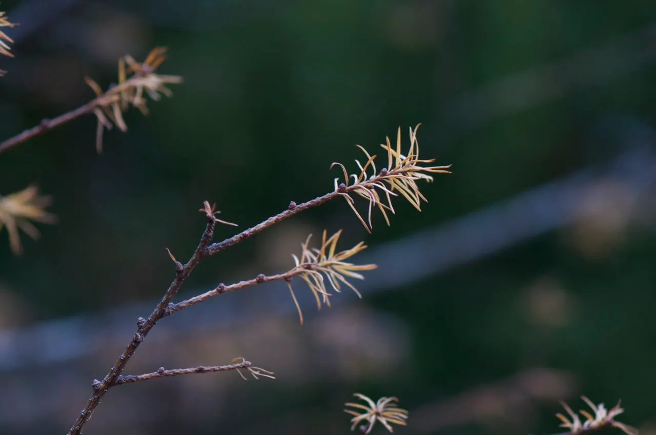 Japanese Larch (Larix Kaempferi) — exhibiting a moderate growth rate of around 13 to 24 inches per year.<br><br>In spring, image 35