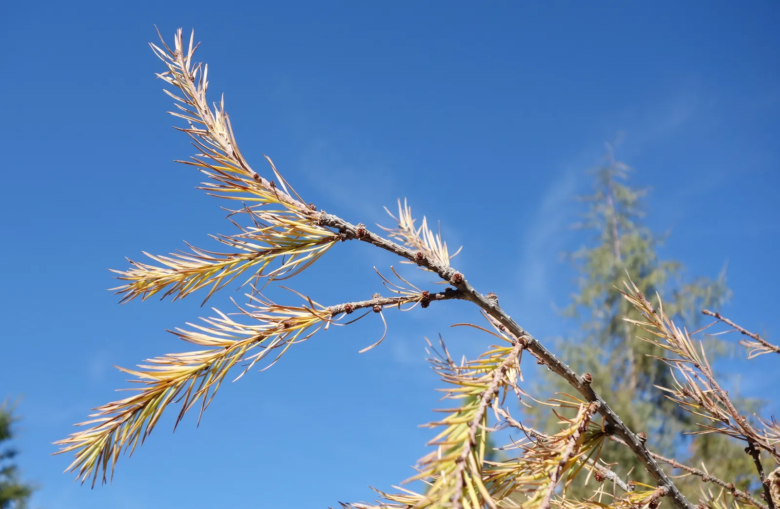 Japanese Larch (Larix Kaempferi) — Its blue-green needles turn vibrant gold before shedding in fall; displays a graceful pyramidal shape, image 50