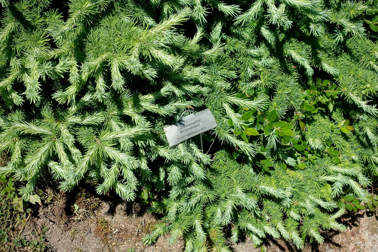 Japanese Larch (Larix Kaempferi) — take note of its ultimate height; typically reaching heights of 70 to 90 feet with a spread of about 20 to 35, image 64