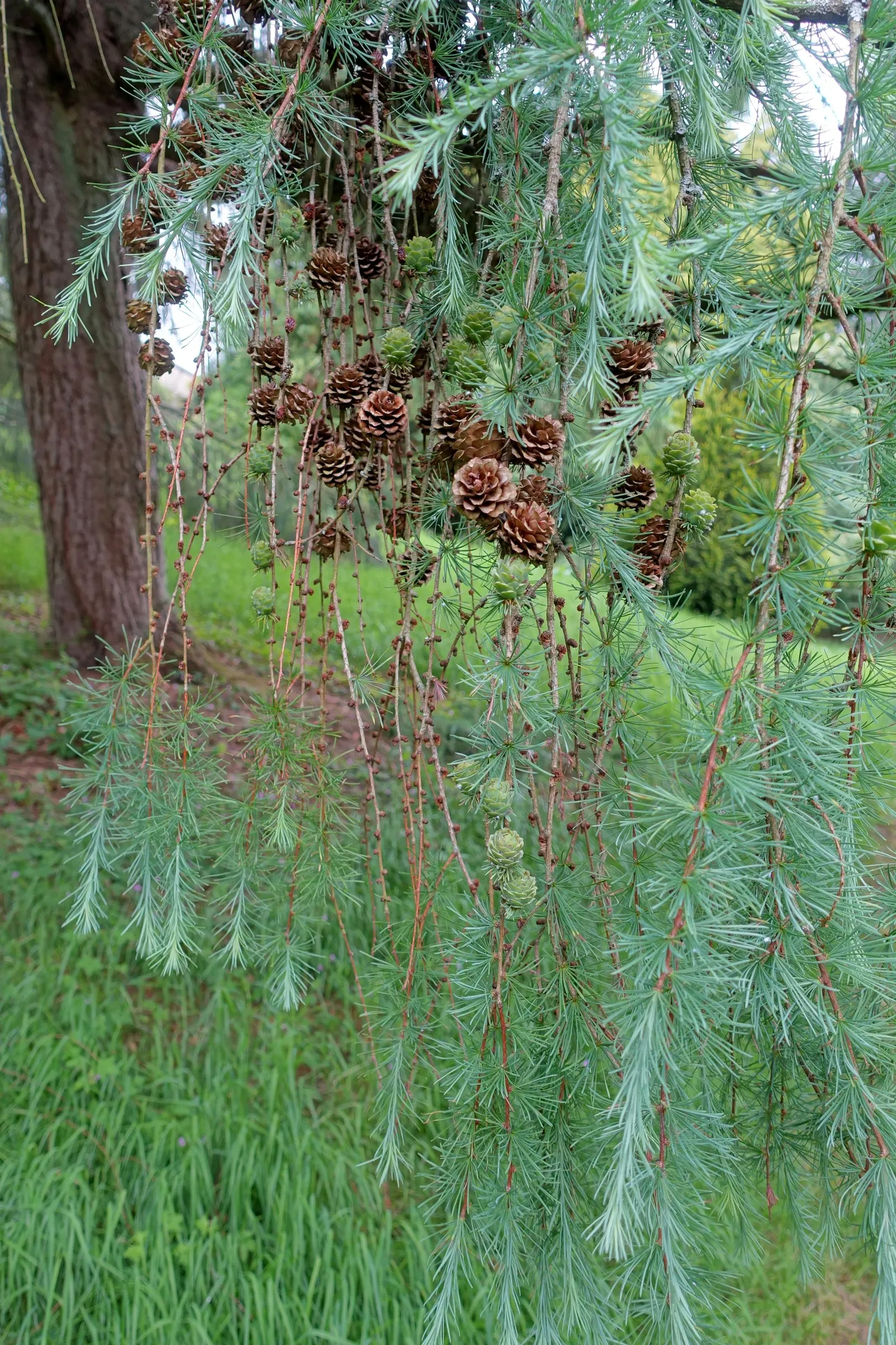 Japanese Larch (Larix Kaempferi) — architectural shape of the tree; hardy in USDA zones 4 through 7