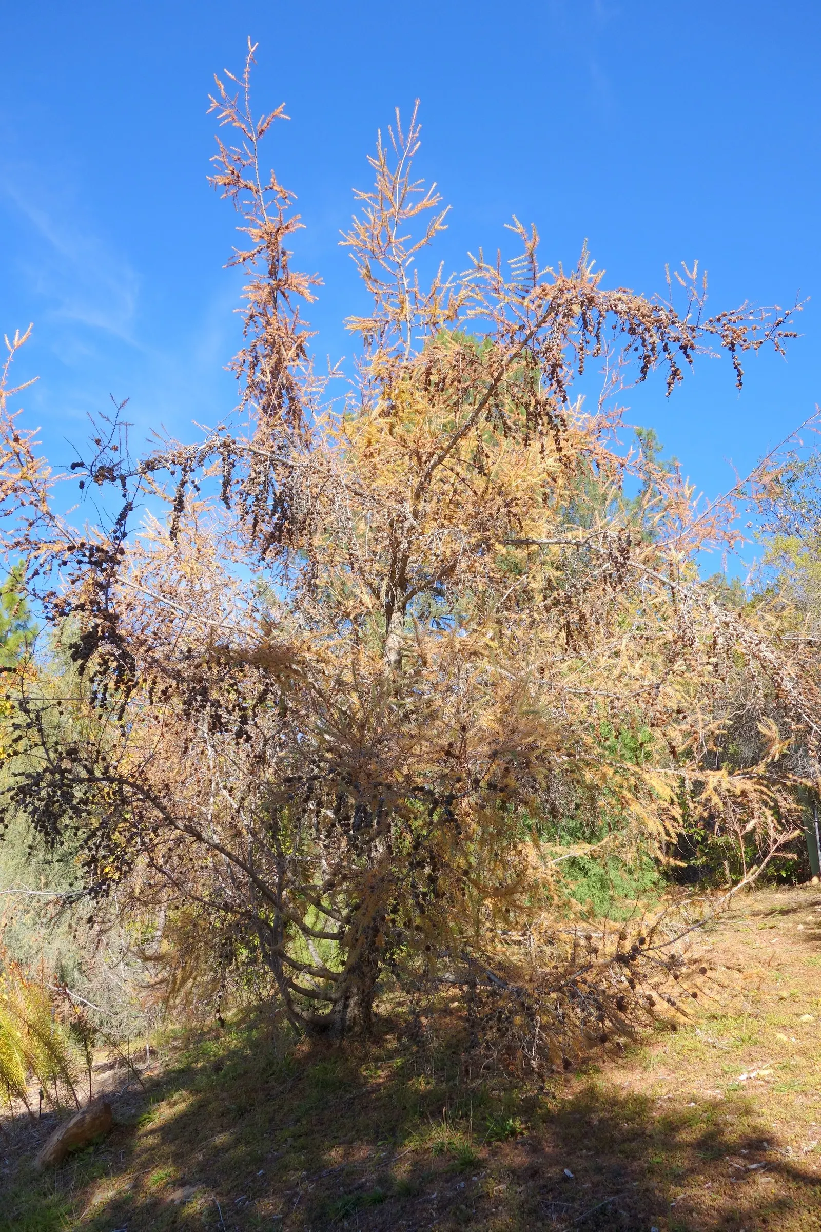 Japanese Larch (Larix Kaempferi) — displays a graceful pyramidal shape; the Japanese Larch thrives in full sun and prefers well-drained, image 48