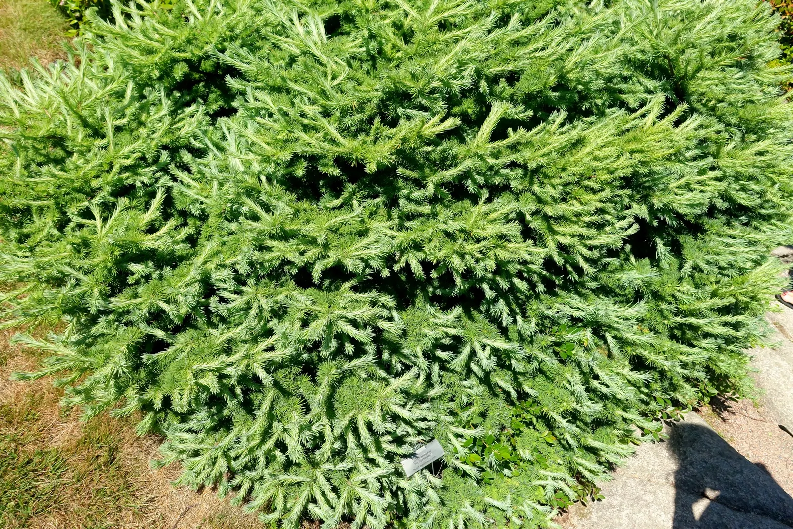 Japanese Larch (Larix Kaempferi) — the Japanese Larch thrives in full sun and prefers well-drained; adaptable and cold-hardy, it requires full sun, image 57