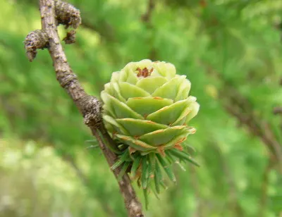 Japanese Larch (Larix Kaempferi) — Hardy in USDA zones 4 through 7