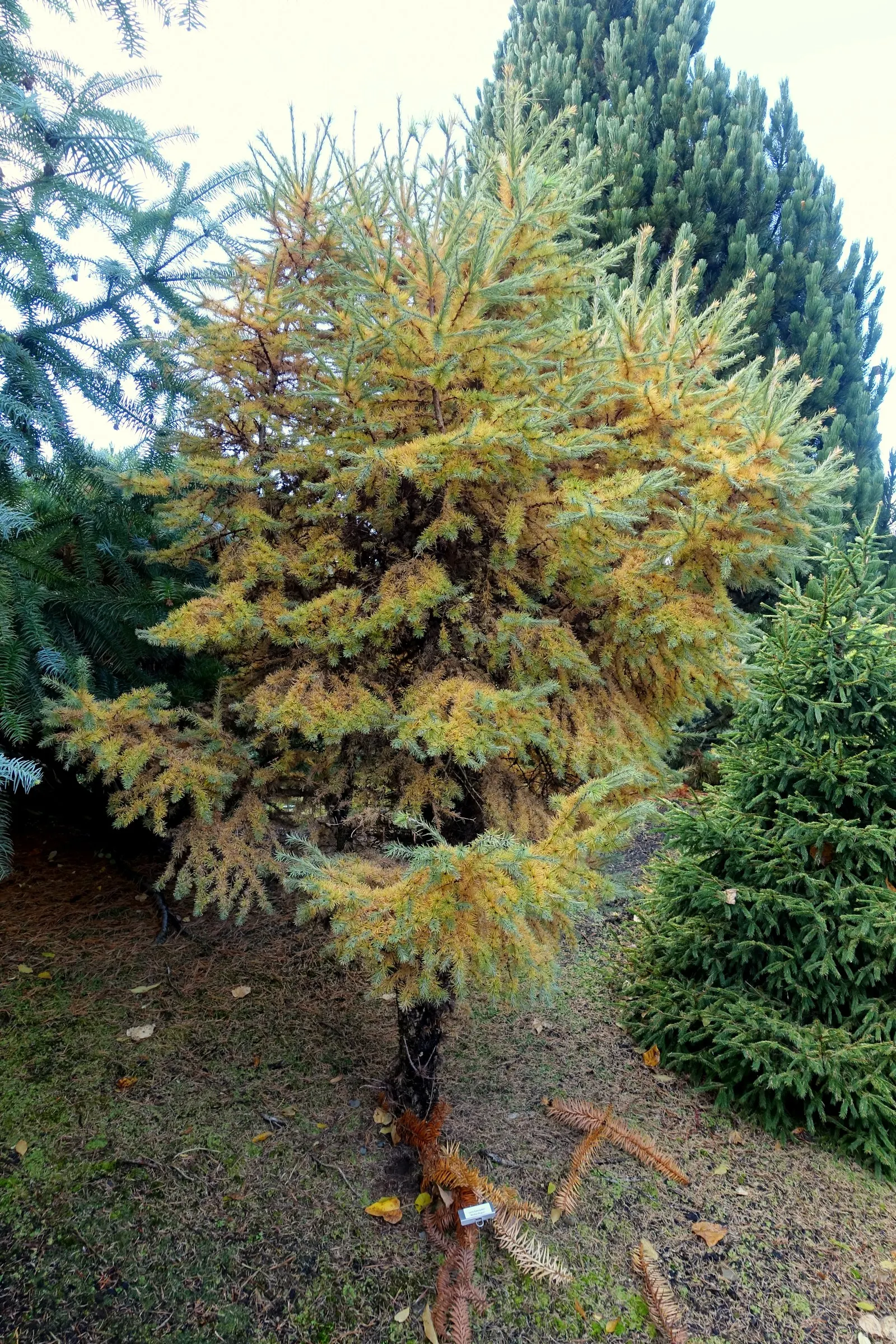 Japanese Larch (Larix Kaempferi) — Typically reaching heights of 70 to 90 feet with a spread of about 20 to 35 feet at maturity; scientifically, image 54