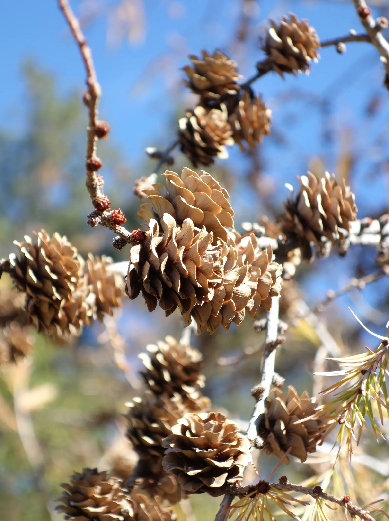 Japanese Larch (Larix Kaempferi) — this impressive tree offers a pleasing pyramidal silhouette; feathery texture that contrasts beautifully against the robust
