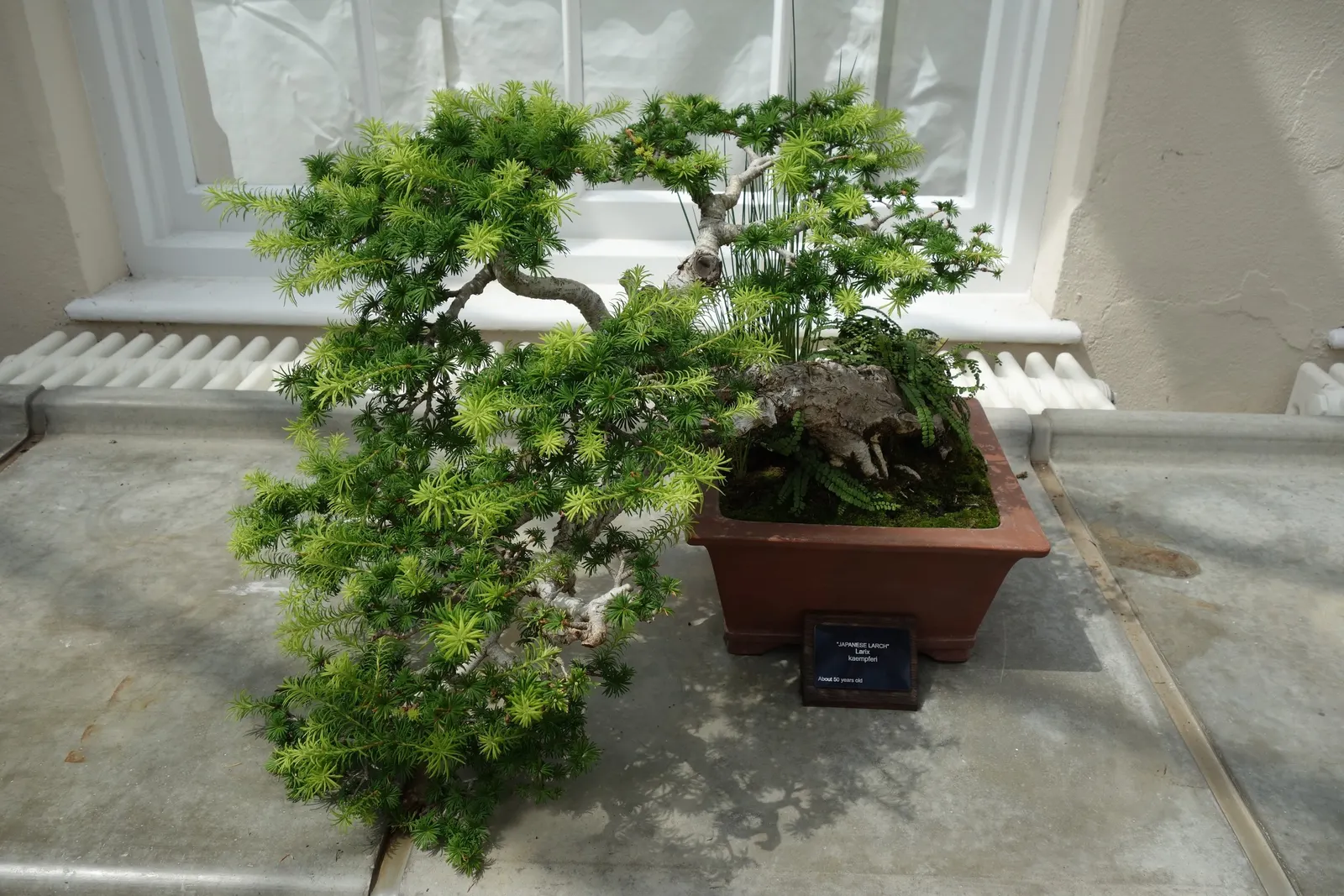 Japanese Larch (Larix Kaempferi) — bright green needles emerge; it is also essential to consider its sun exposure and soil requirements for optimal, image 59