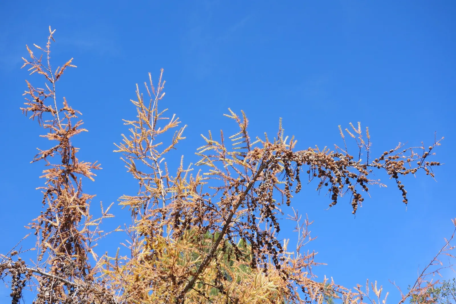 Japanese Larch (Larix Kaempferi) — scientifically called Larix kaempferi; conifer / tree for full