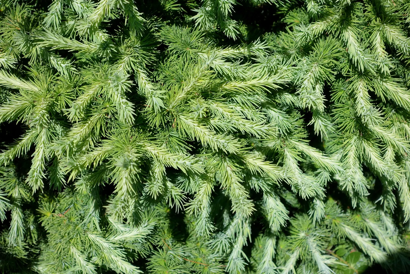 Japanese Larch (Larix Kaempferi) — The Larch's stately presence; makes it an exceptional choice for landscape designs aiming for both visual impact and