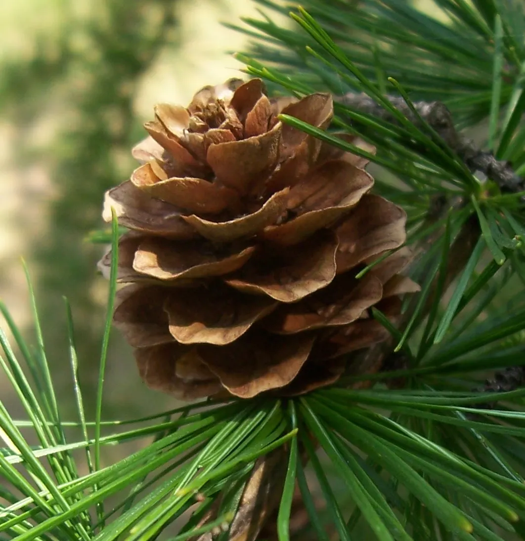Japanese Larch (Larix Kaempferi) — reaching heights of 70-90 ft