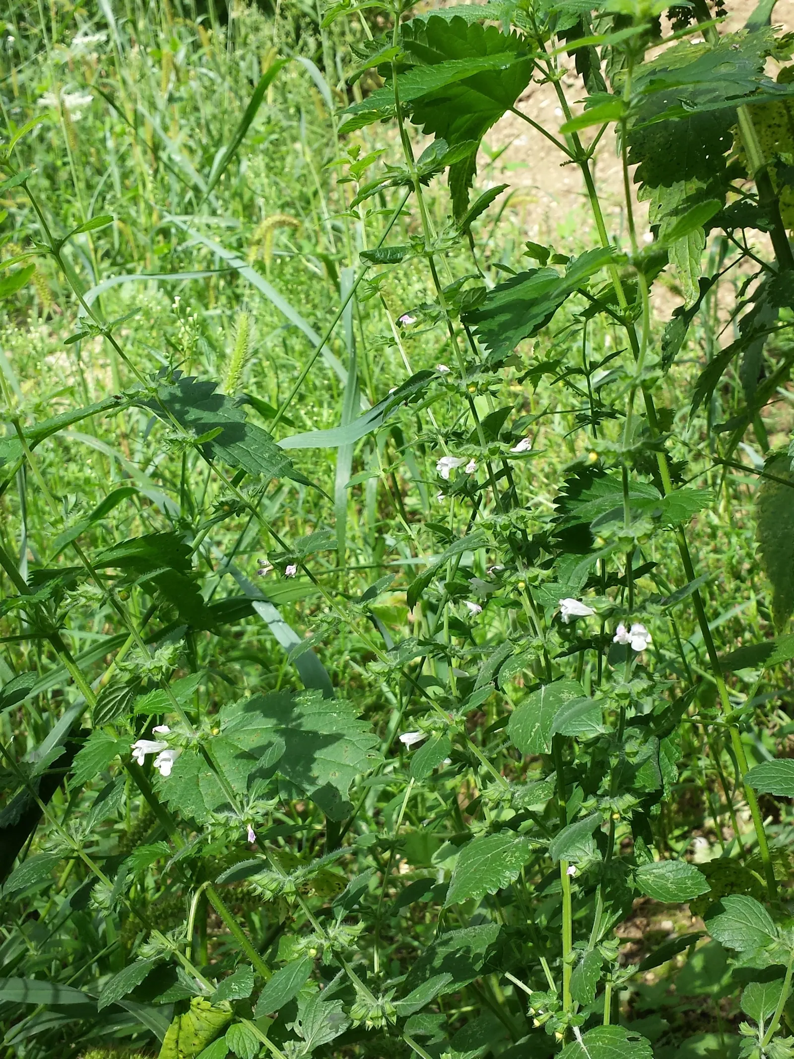 Lemon Balm (Melissa Officinalis) — this plant typically reaches a height of 12 to 24 inches; lemon Balm adds a pleasant lemon scent and attracts, image 70