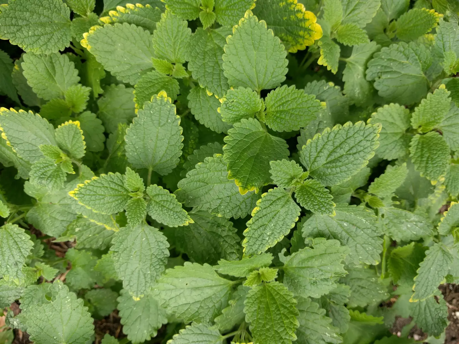 Lemon Balm (Melissa Officinalis) — hence its genus name 'Melissa' (Greek for 'honey bee'); lemon Balm adds a pleasant lemon scent and attracts, image 73