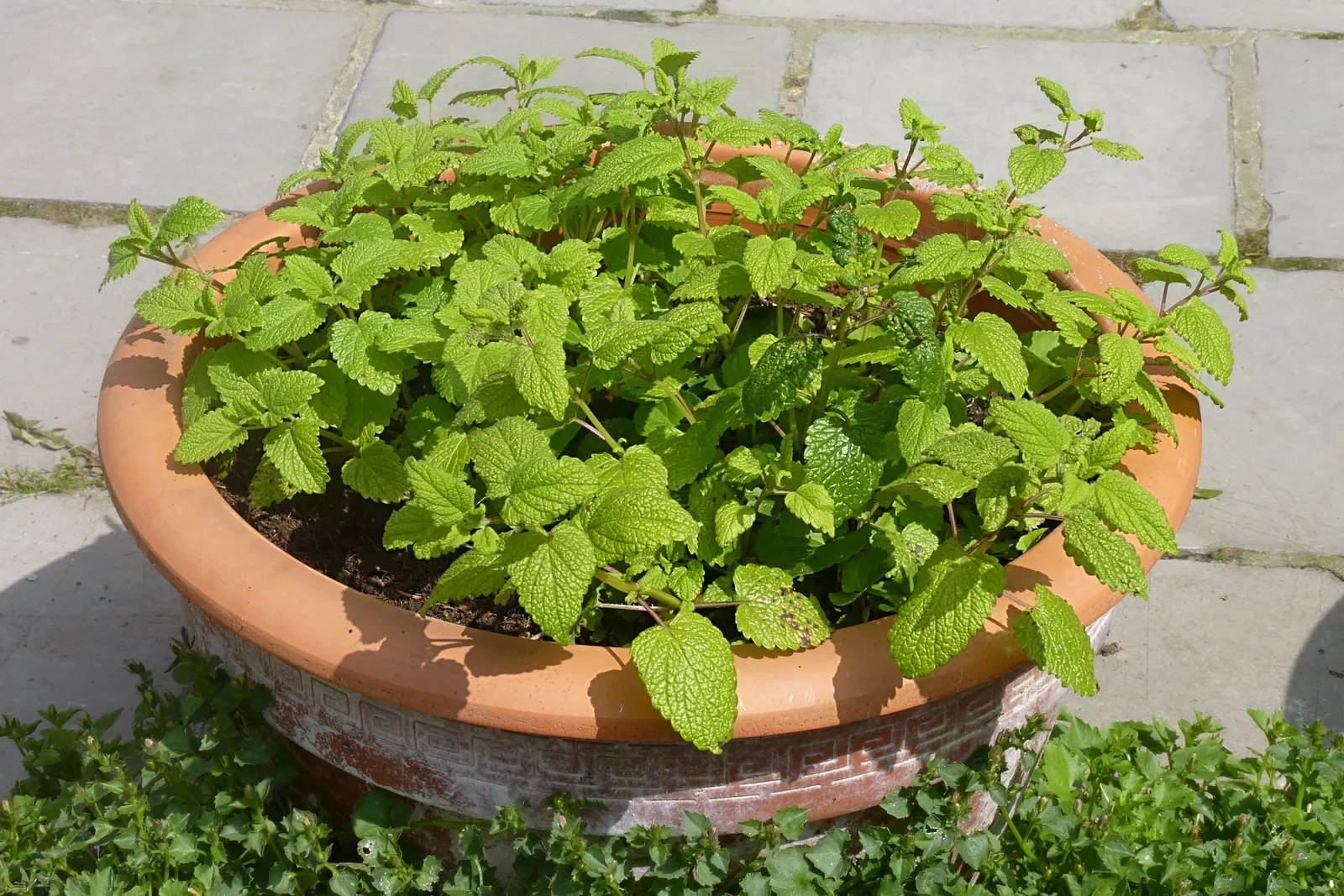 Lemon Balm (Melissa Officinalis) — this plant typically reaches a height of 12 to 24 inches; lemon Balm adds a pleasant lemon scent and attracts, image 91