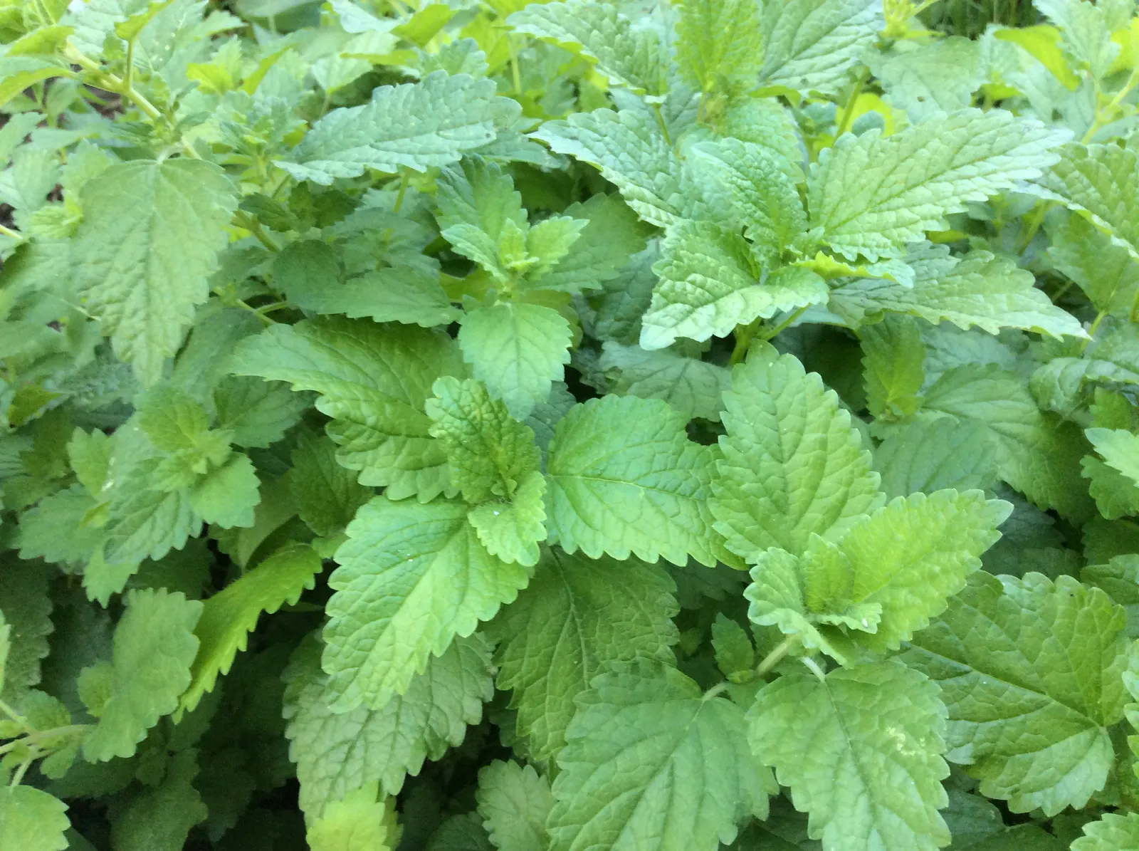 Lemon Balm (Melissa Officinalis) — white or pale yellow flowers which are highly attractive to pollinators