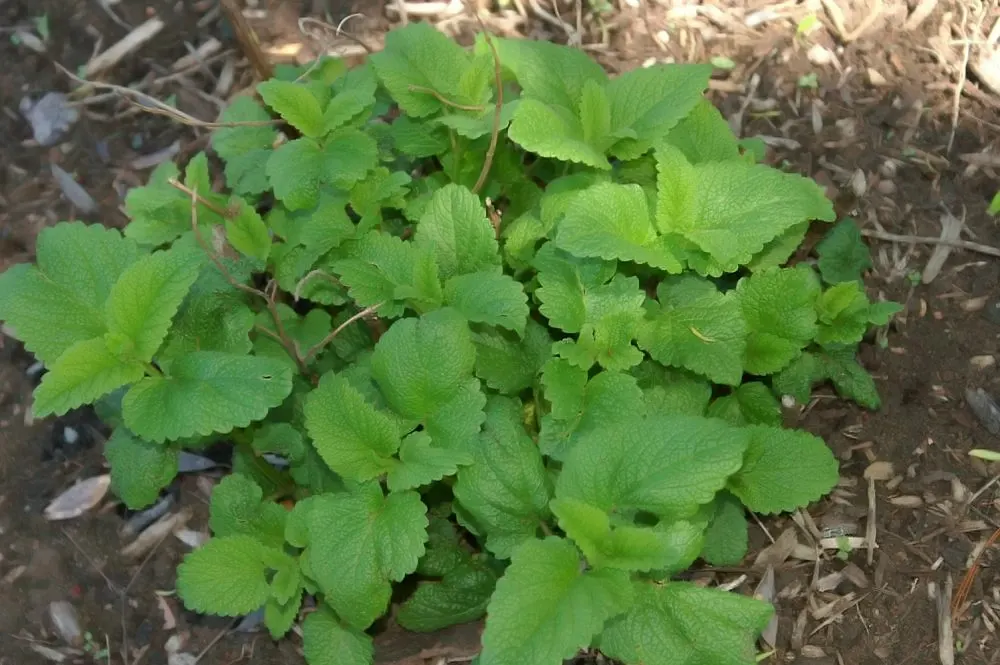 Lemon Balm (Melissa Officinalis) — hence its genus name 'Melissa' (Greek for 'honey bee'); lemon Balm adds a pleasant lemon scent and attracts pollinators