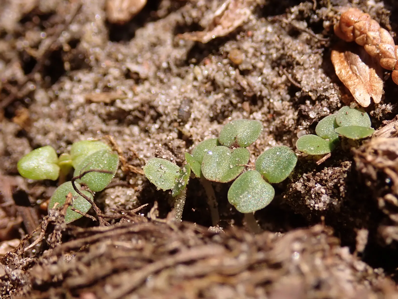 Lemon Balm (Melissa Officinalis) — adding a sensory experience to the landscape; including partial shade to full sun exposure, image 50