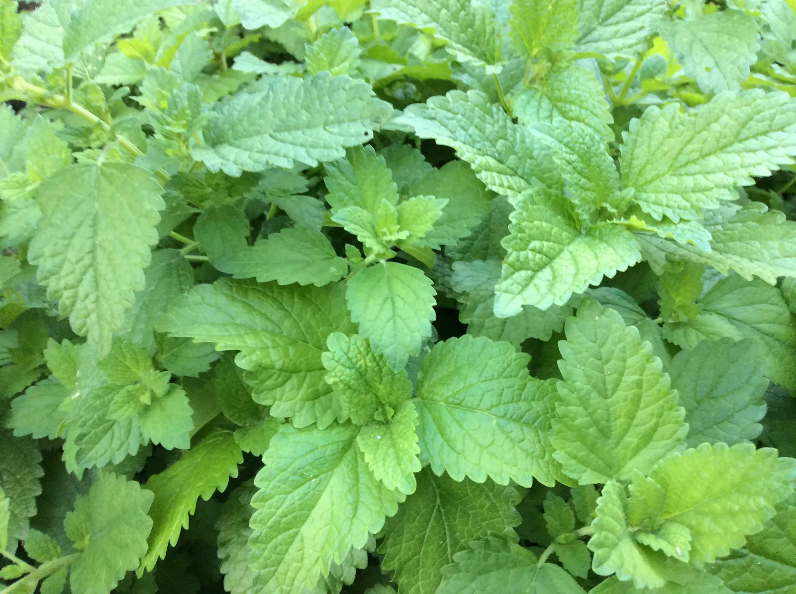 Lemon Balm (Melissa Officinalis) — scientifically named Melissa officinalis; including partial shade to full sun exposure, image 89