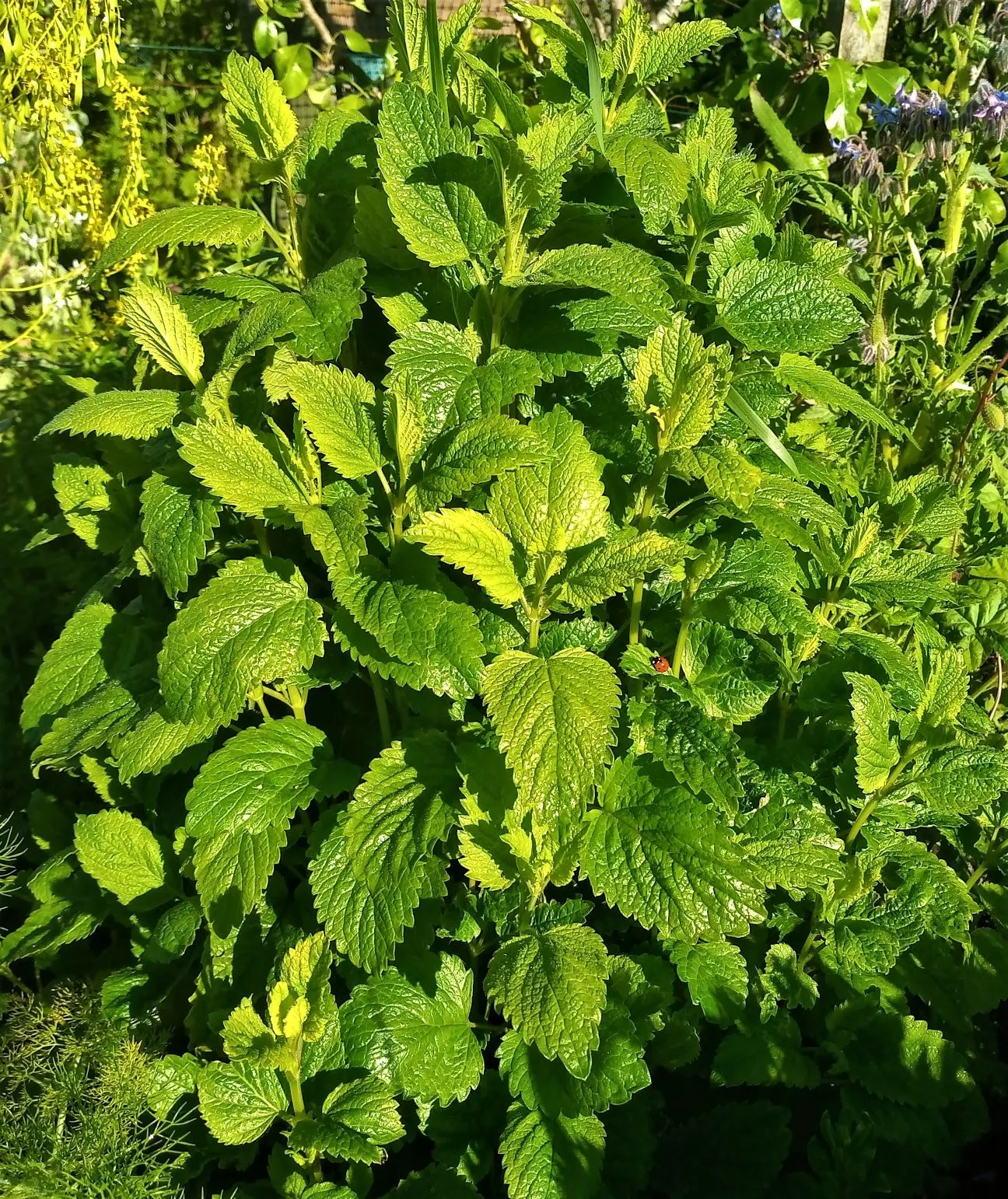 Lemon Balm (Melissa Officinalis) — white or pale yellow flowers which are highly attractive to pollinators; making it a multifunctional addition to, image 93
