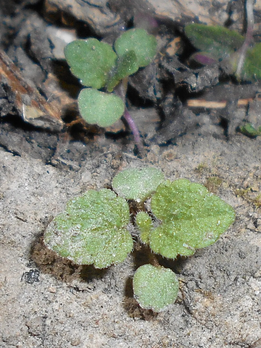 Lemon Balm (Melissa Officinalis) — scientifically named Melissa officinalis; including partial shade to full sun exposure, image 68