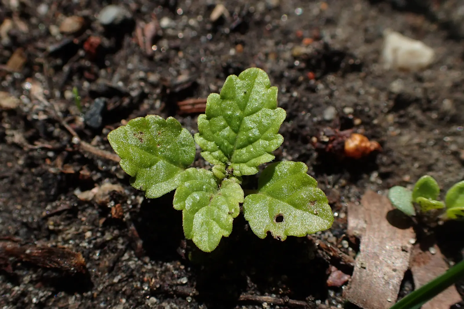 Lemon Balm (Melissa Officinalis) — Prized for its aromatic, heart-shaped leaves and tiny white flowers, it thrives in full sun to partial shade