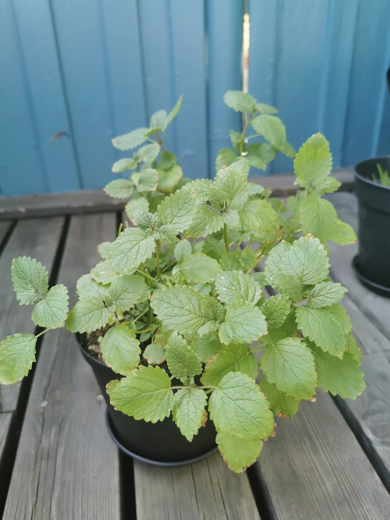 Lemon Balm (Melissa Officinalis) — reaching up to 24 inches tall and spreading 12-24 inches wide; lemon Balm adds a pleasant lemon scent and attracts