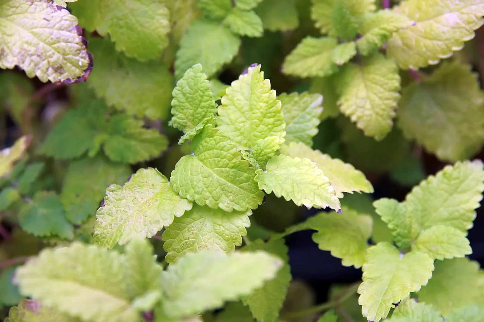 Lemon Balm (Melissa Officinalis) — A member of the mint family; making it a multifunctional addition to any garden