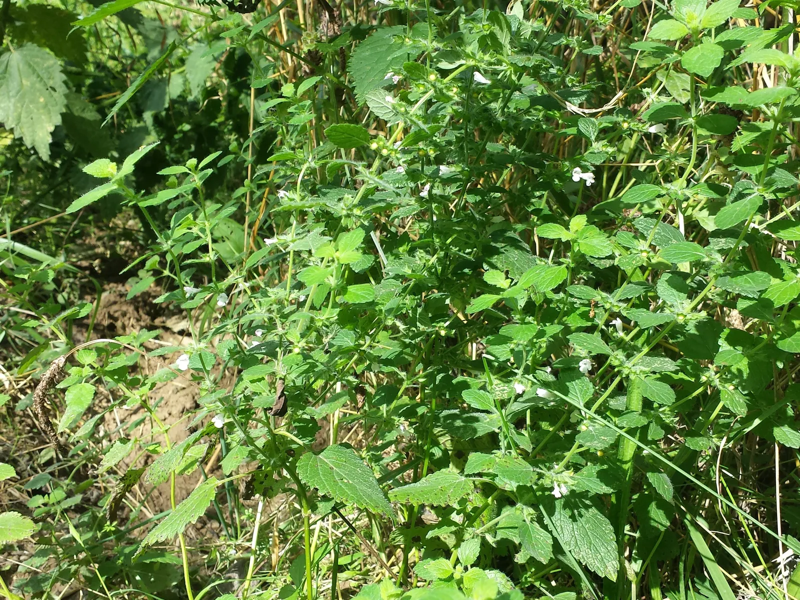 Lemon Balm (Melissa Officinalis) — occasional pruning or containment strategies may be necessary to maintain the desired aesthetic; lemon Balm adds, image 79